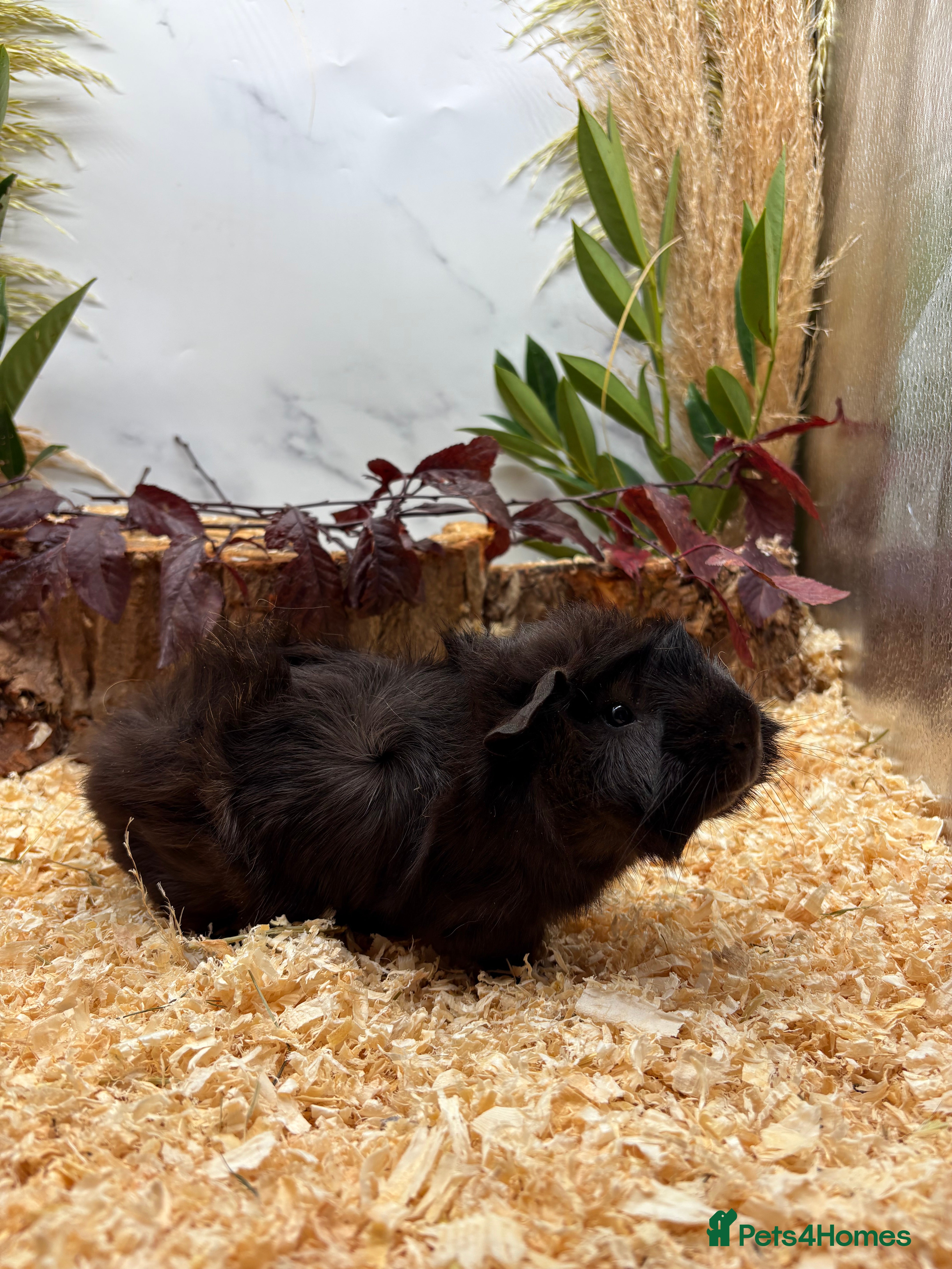 Guinea Pig rodents LOTS OF BABY GUINEA PIGS FOR SALE 🐹 - Advert 11