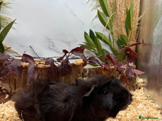 Guinea Pig rodents LOTS OF BABY GUINEA PIGS FOR SALE 🐹 - Advert 5