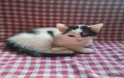 Mixed Breed cats for sale: 8 week old kittens for sale  - Image 6