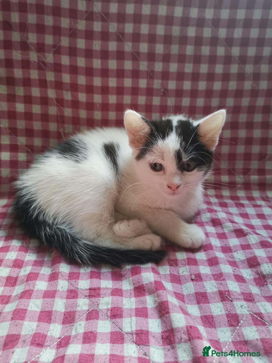 Mixed Breed cats for sale: 8 week old kittens for sale  - Image 6