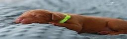 Hungarian Vizsla dogs for sale: High Quality Hungarian Vizsla Puppies - 2 boys - Advert 11