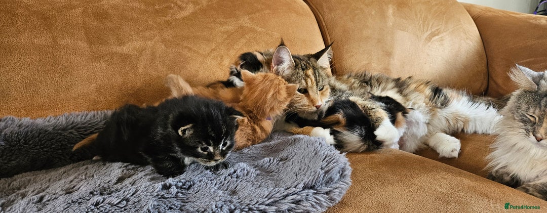 Maine Coon cats for sale: Last female. Tortie with white.  - Image 8