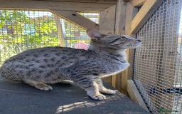 Savannah cats for sale: STUNNING SAVANNAH girl F5 sbt pure pedigree  - Image 6