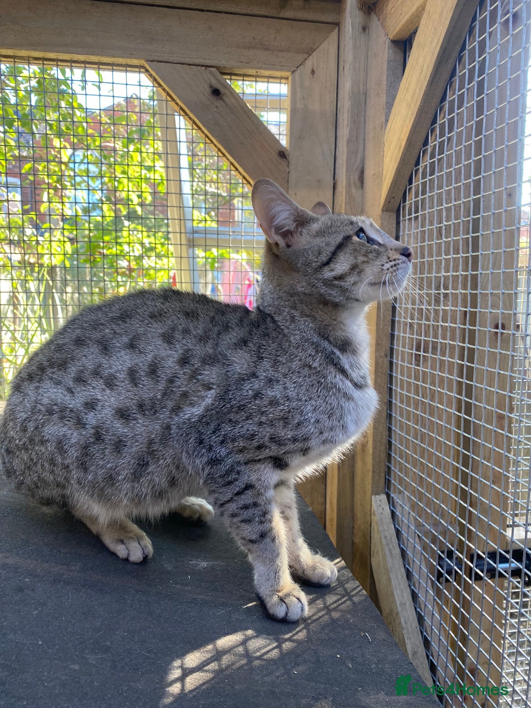 Savannah cats for sale: STUNNING SAVANNAH girl F5 sbt pure pedigree  - Image 6
