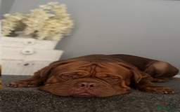 Dogue De Bordeaux dogs for stud: Proven KC Reg Dogue De Bordeaux in Newcastle upon Tyne - Image 12