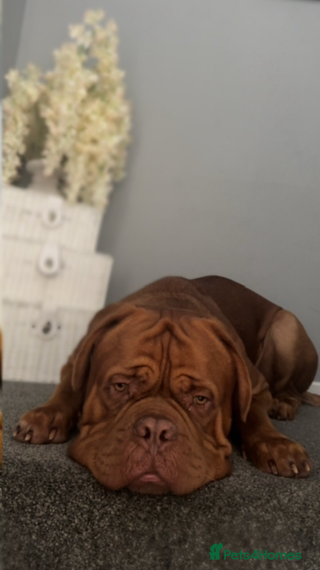 Dogue De Bordeaux dogs for stud: Proven KC Reg Dogue De Bordeaux in Newcastle upon Tyne - Image 12