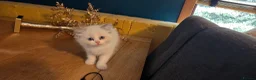 Ragdoll cats for sale: Beautiful Ragdoll Kittens only 1 left 💖 - Advert 15
