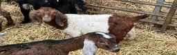 Goats livestock for sale: Selection of goats for sale  - Advert 4