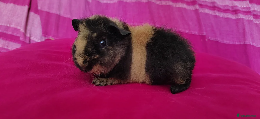 Guinea Pig rodents for sale: Teddy Guinea Pigs looking for new families - Advert 2