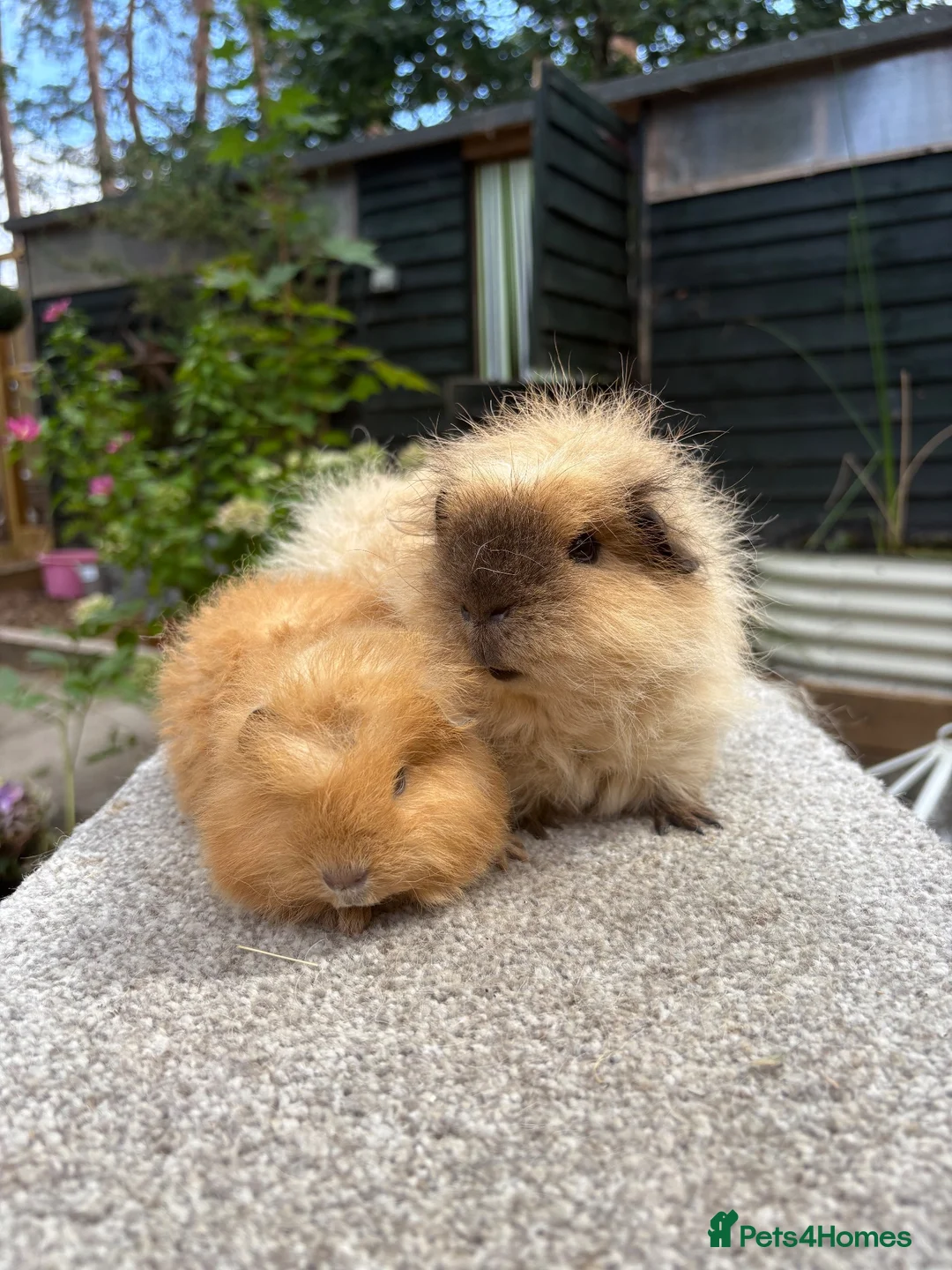 Guinea Pig rodents for sale: Pure Swiss Guinea Pig Boars (Bonded Dad and Son) - Advert 8