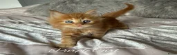 Maine Coon cats for sale: GCCF Registered Maine Coon Kittens - Advert 6
