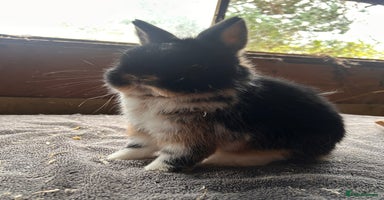 Netherland Dwarf rabbits Lovely Netherland Dwarf rabbits  - Advert 12