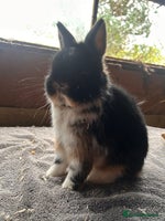 Netherland Dwarf rabbits Lovely Netherland Dwarf rabbits - Advert 1