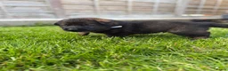 German Shepherd dogs for sale: 🐾 Working line German Shepherd puppies 🐾  - Advert 25