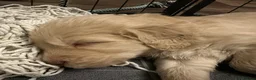 Double Doodle dogs for sale: 2 Stunning Standard F3 Labradoodle boys-cream/choc - Advert 38