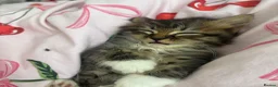 Mixed Breed cats for sale: 4 Long Hair Kittens  - Advert 16