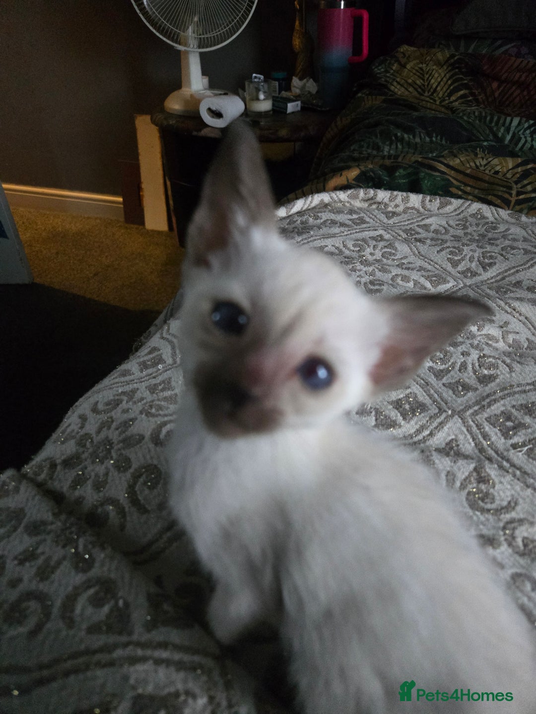 Siamese cats for sale: Only one c/point siamese little girl avaliable  - Advert 23