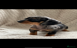 Miniature Dachshund dogs for sale: Kc registered miniature dachshund puppies  - Image 5