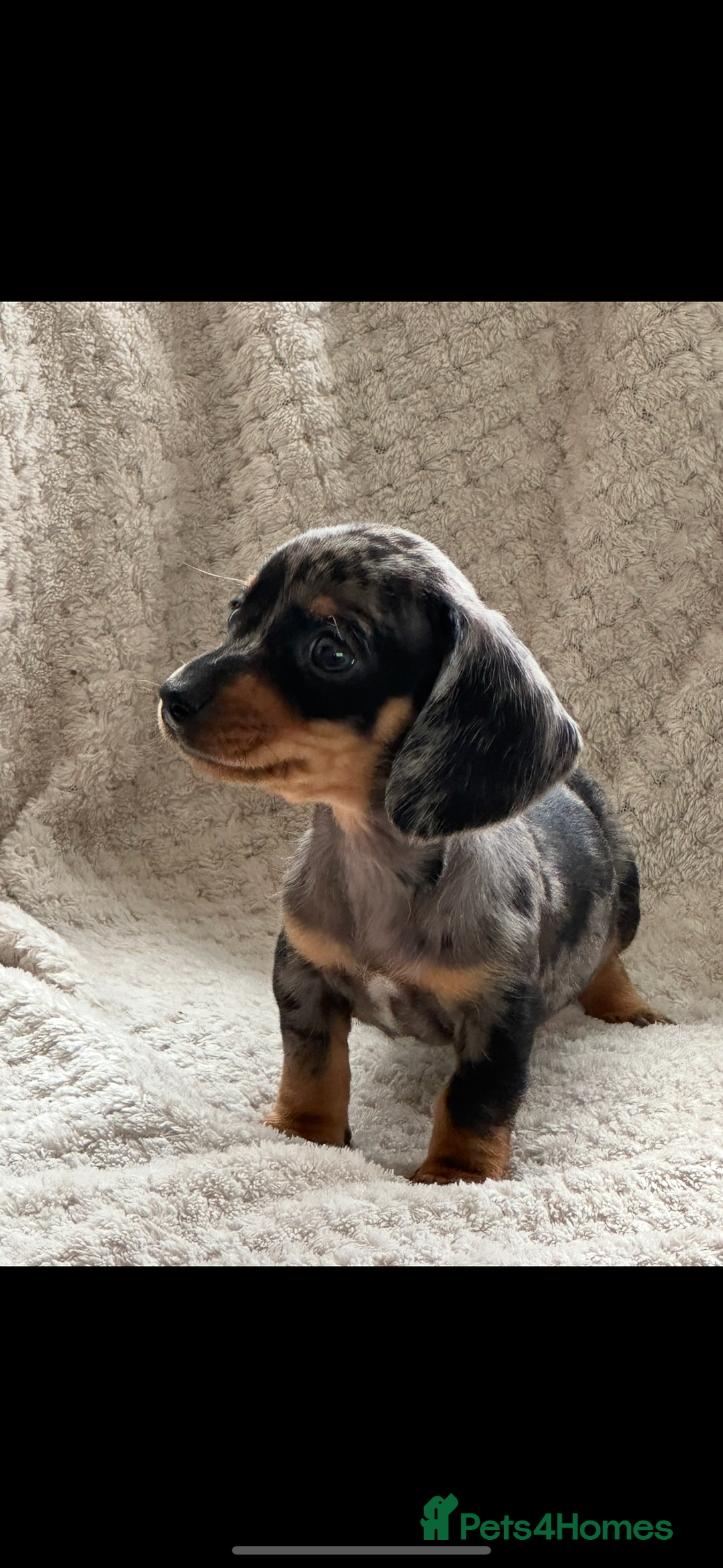 Miniature Dachshund dogs for sale: Kc registered miniature dachshund puppies  - Image 5