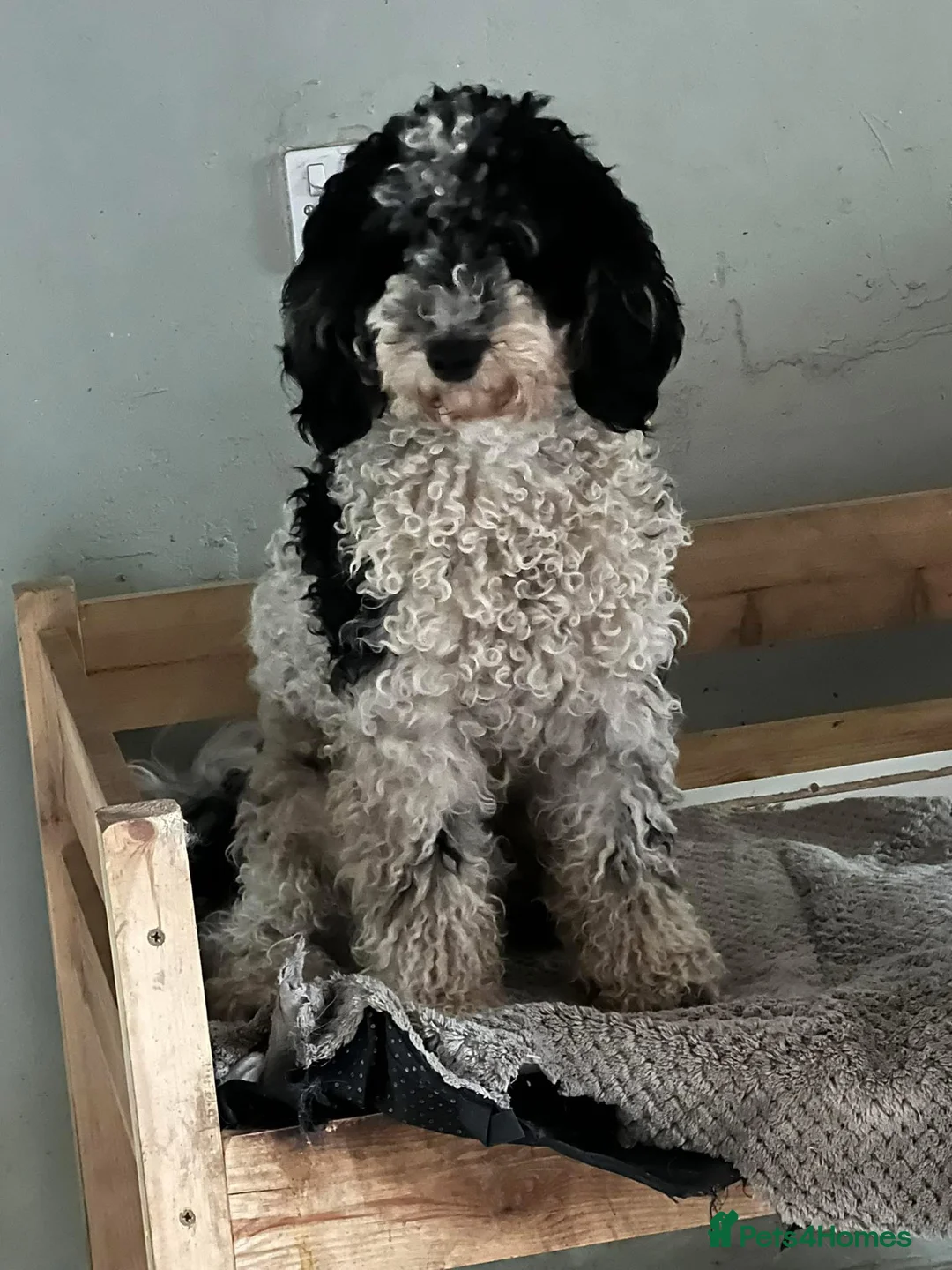 Bordoodle dogs for sale: F1 & F1b Bordoodle pups expected - Advert 12