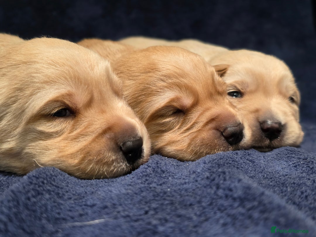 Goldador dogs for sale: Home-Raised Goldador Puppies Ready Soon 🐶 - Advert 9