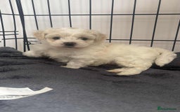 Zuchon dogs for sale: Zuchons pups ( Teddy bear pups) - Image 13