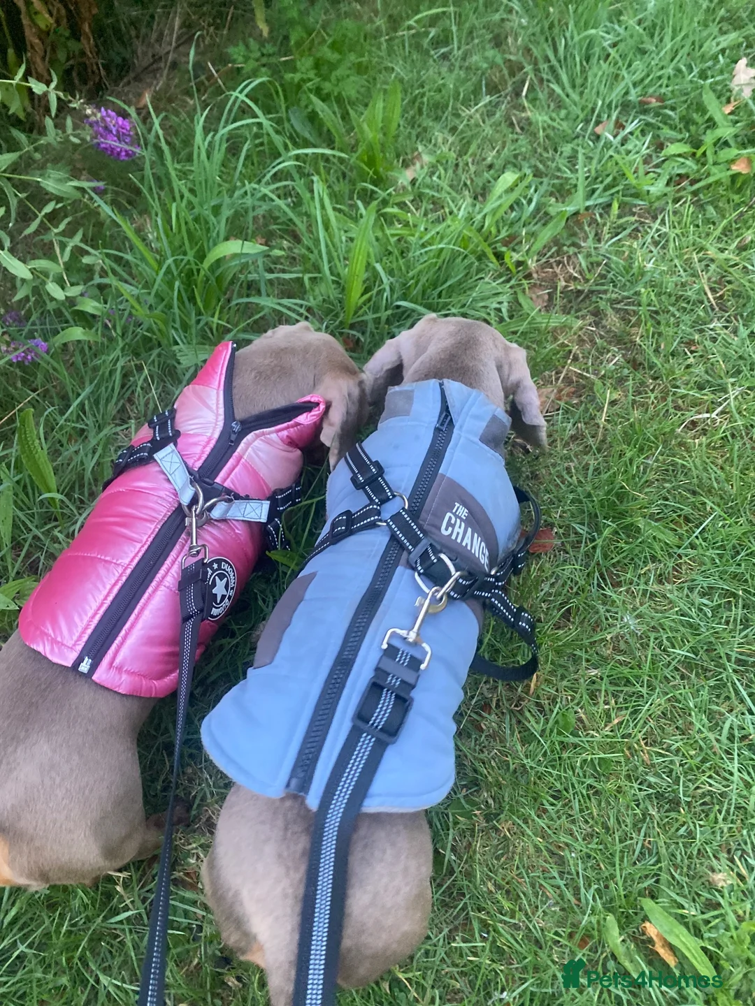 Dachshund dogs for sale: Male & female  - Advert 2