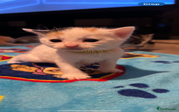 Mixed Breed cats for sale: 11 beautiful kittens  - Image 15