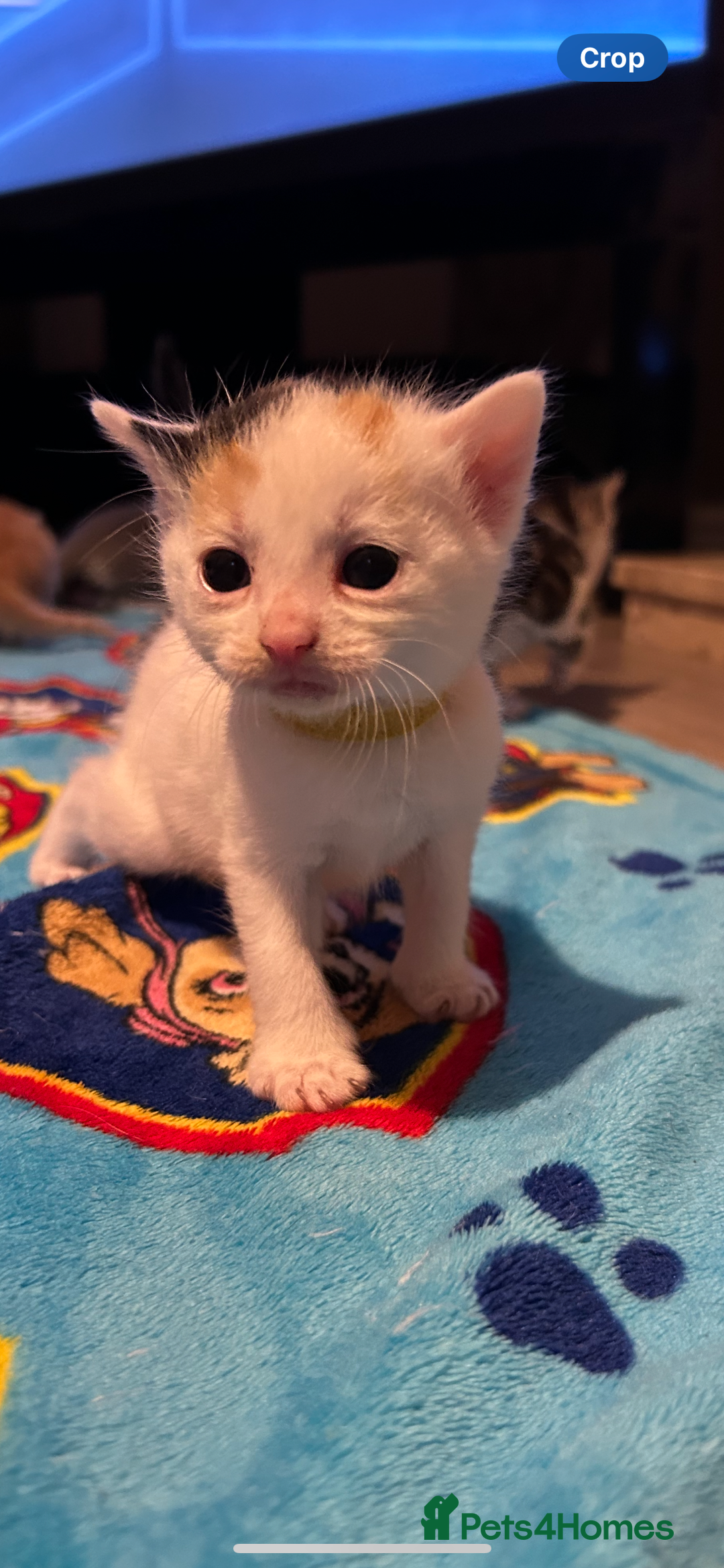 Mixed Breed cats for sale: 11 beautiful kittens  - Image 15