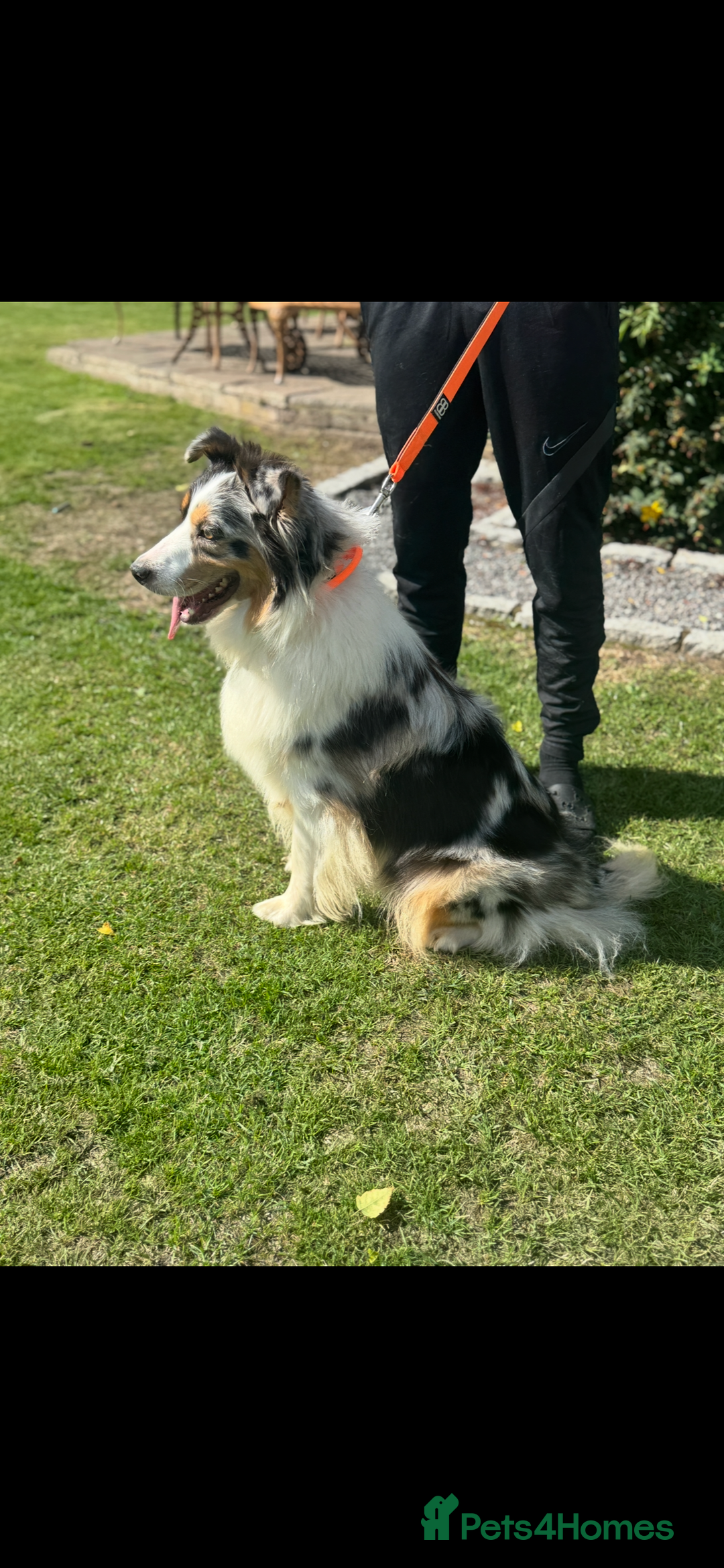 Australian Shepherd dogs for sale: 5 KC registered Australian Shepard puppies - Image 25