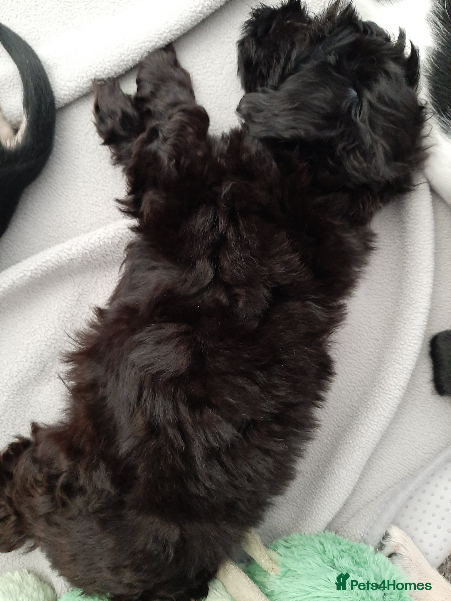 Maltese dogs Maltese hybrid puppies - Advert 19