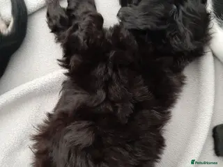 Maltese dogs Maltese hybrid puppies - Advert 19