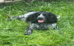 Cocker Spaniel dogs for sale: Stunning WCS pups - Image 6