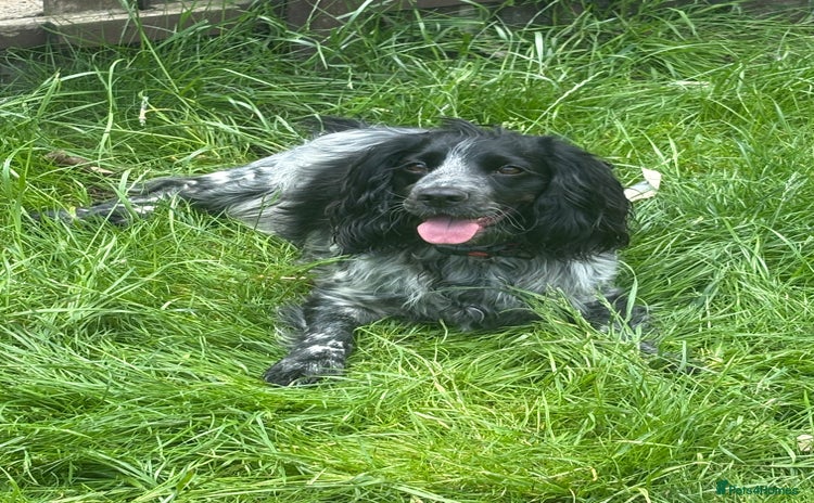 Cocker Spaniel dogs - Advert 2