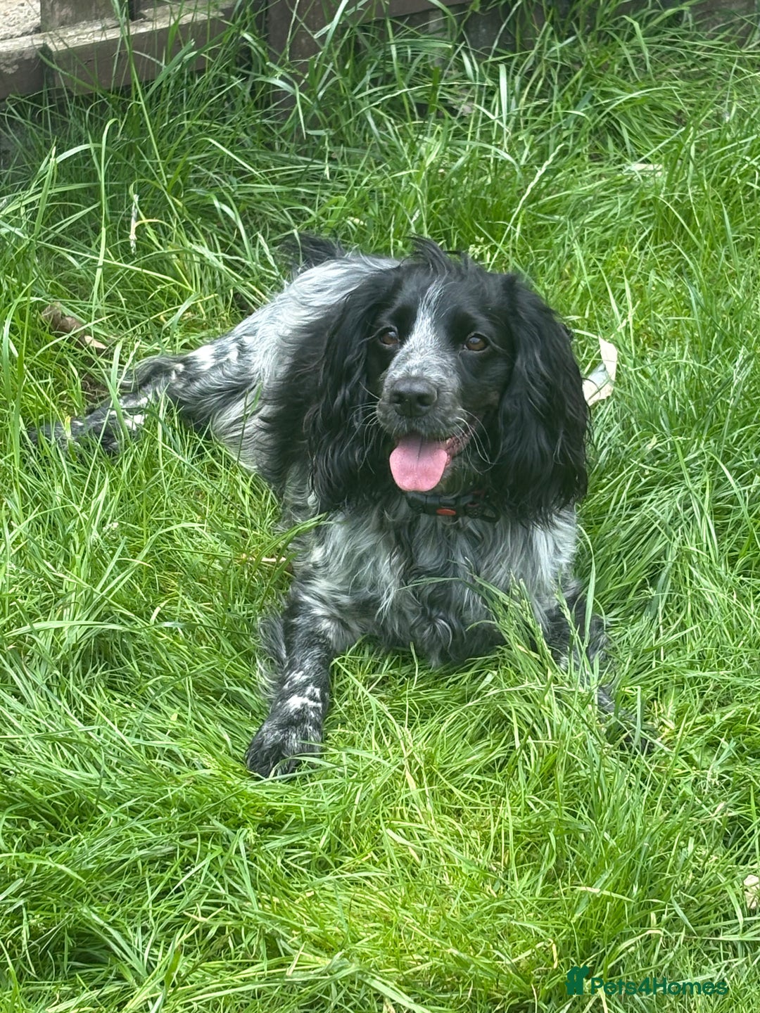 Cocker Spaniel dogs for sale: Stunning WCS pups - Image 6