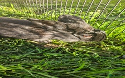 Netherland Dwarf rabbits for sale: 💫💫💫 Lion head rabbit SOLD💫💫 - Image 6