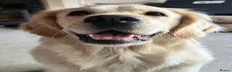 Golden Retriever dogs for sale: KC Golden Retriever Puppies, Health Tested - Advert 3