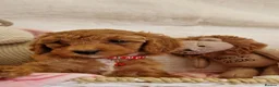 Cavapoo dogs for sale: 💖BEAUTIFUL LICENSED-BRED CAVAPOOS💖 - Advert 33