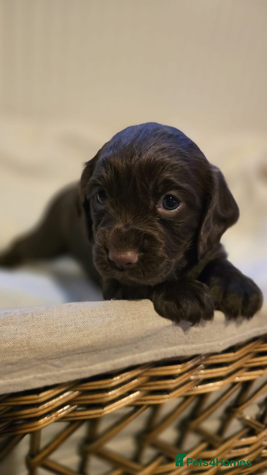 Cocker Spaniel dogs for sale: 3 beautiful working cocker spaniel pups  - Advert 7