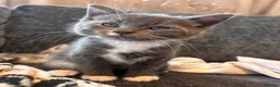 Mixed Breed cats for sale: Adorable kittens for sale  - Advert 15