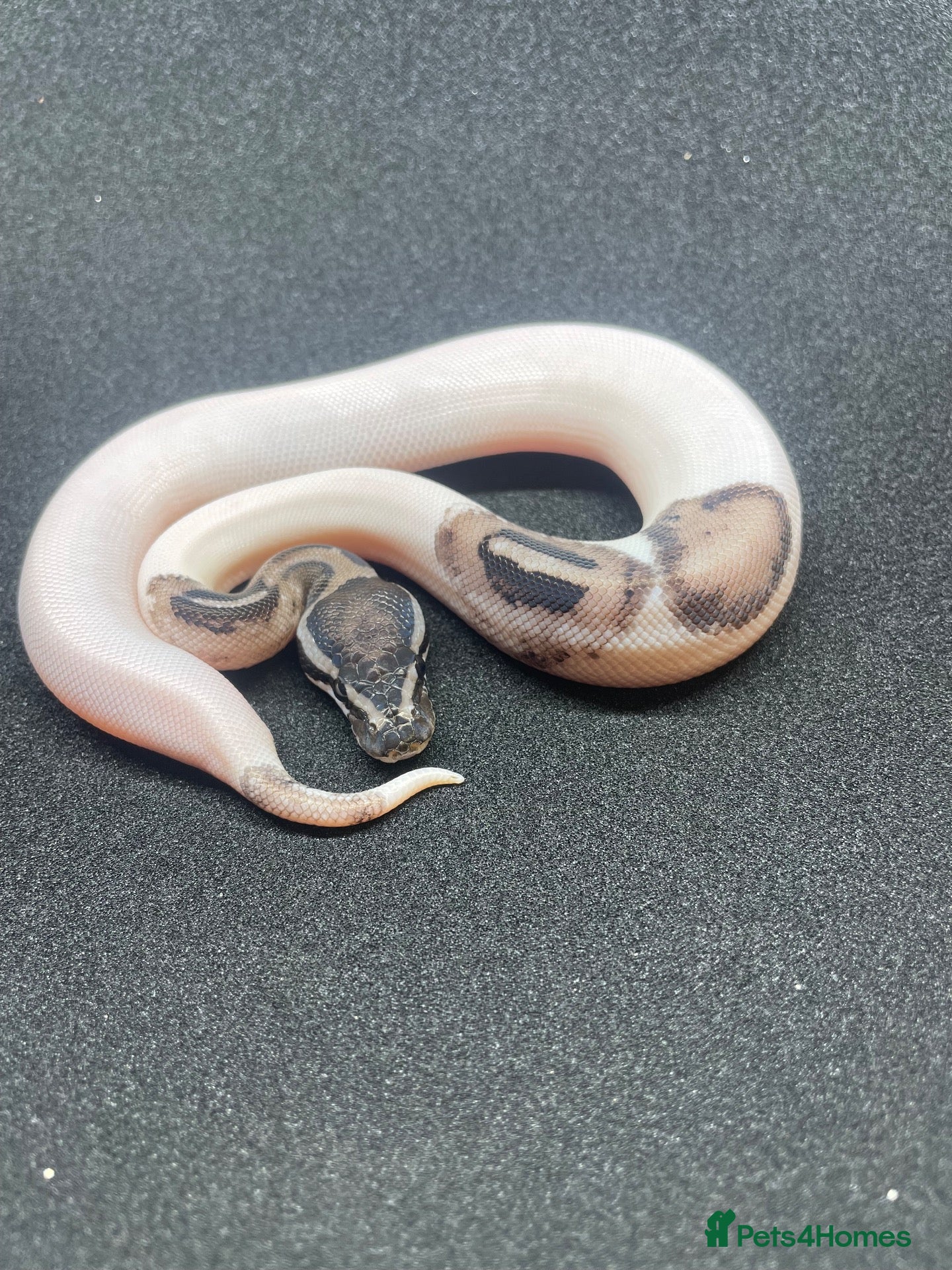 Python Snake reptiles Royals python Hatchlings  - Advert 1