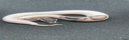 Python Snake reptiles for sale: Royals python Hatchlings  in Llanwrtyd Wells - Advert 1