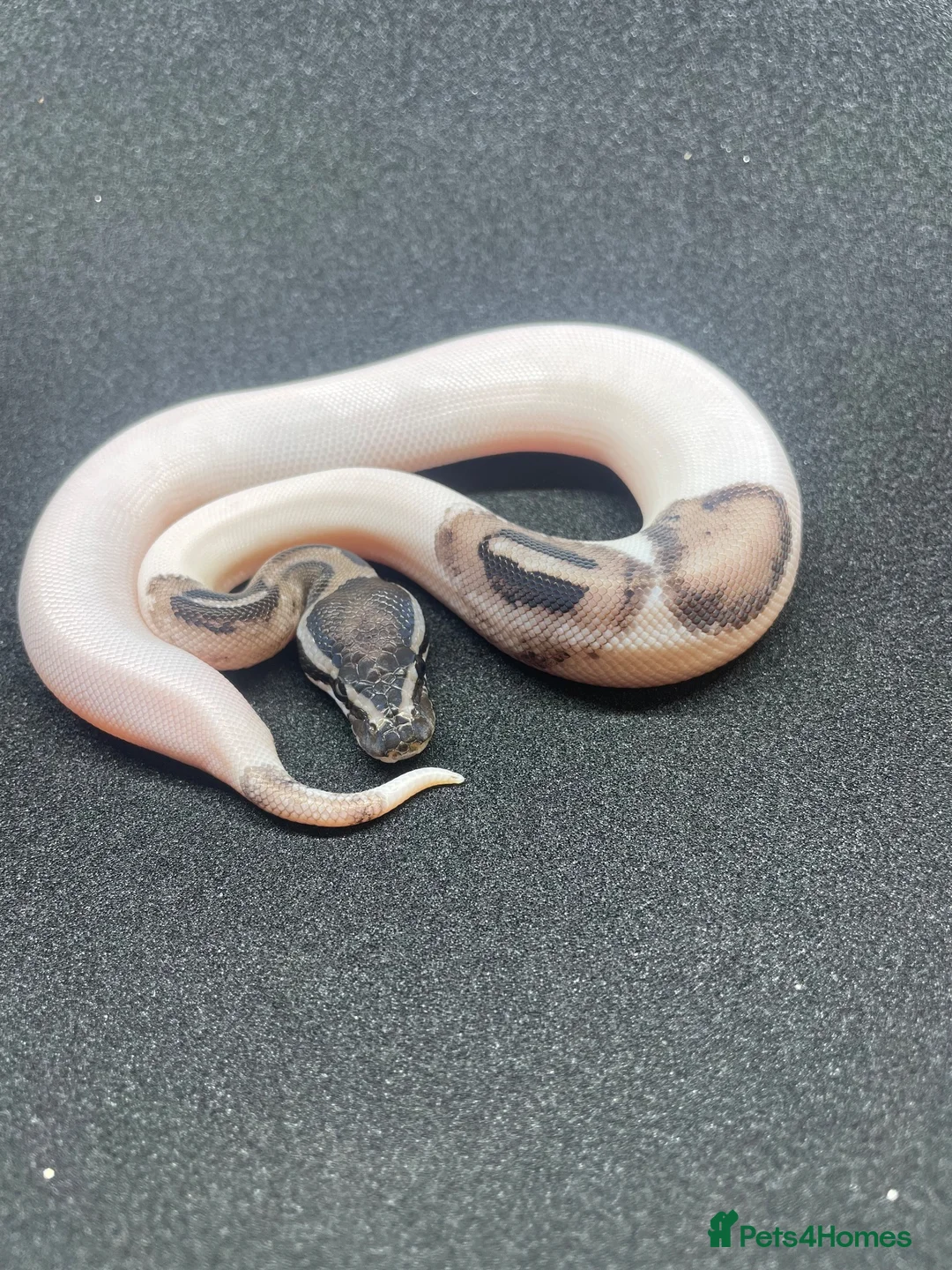 Python Snake reptiles for sale: Royals python Hatchlings  in Llanwrtyd Wells - Advert 1