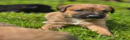 Mixed Breed dogs for sale: Bedlington whippet. Woody & Paddy - Advert 12