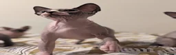 Sphynx cats for sale: *PEDIGREE SPHYNX* TICA REGISTERED *DNA HCM4 CLEAR* - Advert 21