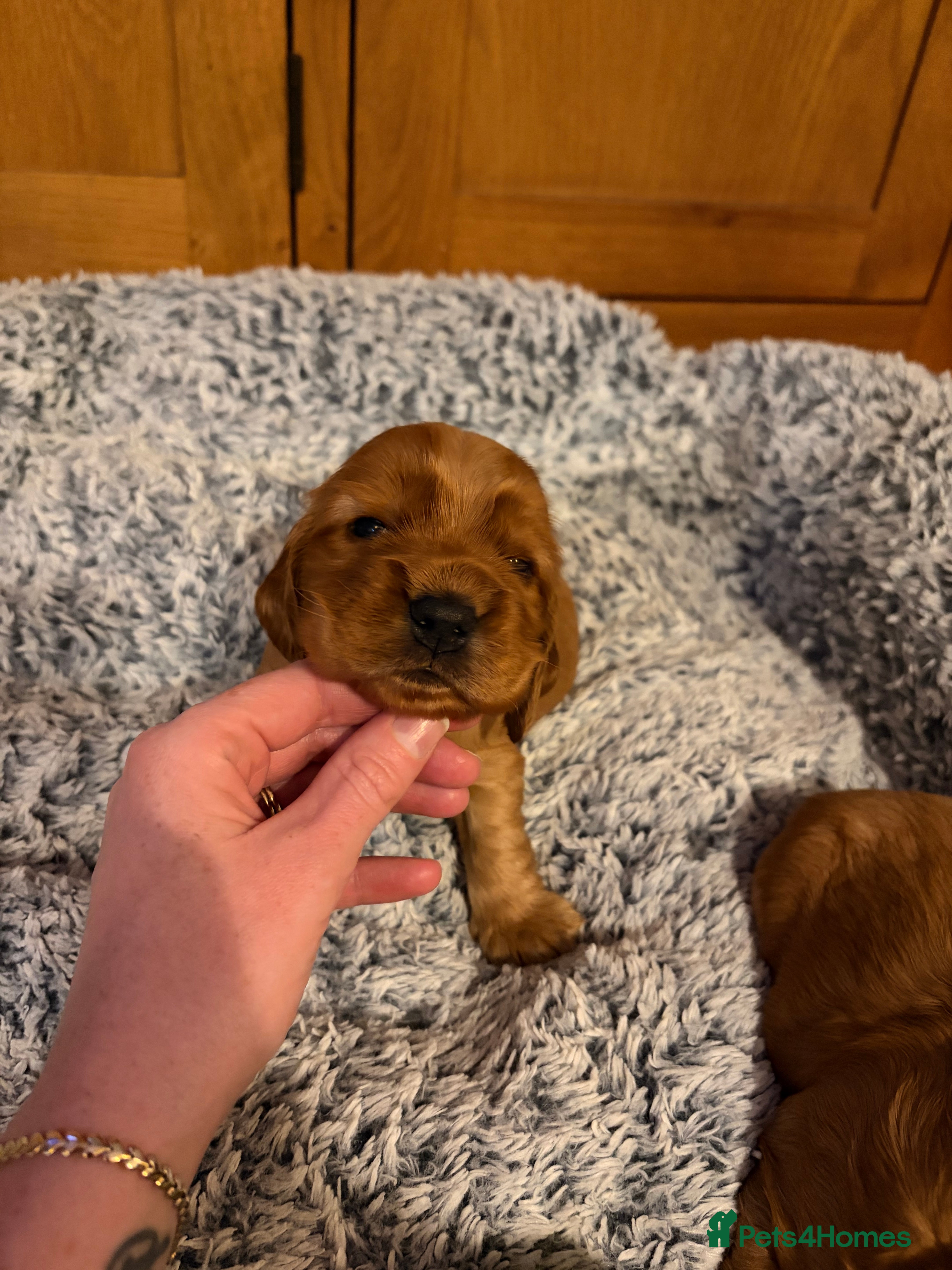 Cocker Spaniel dogs 3 show cocker spaniel puppies left - Advert 2
