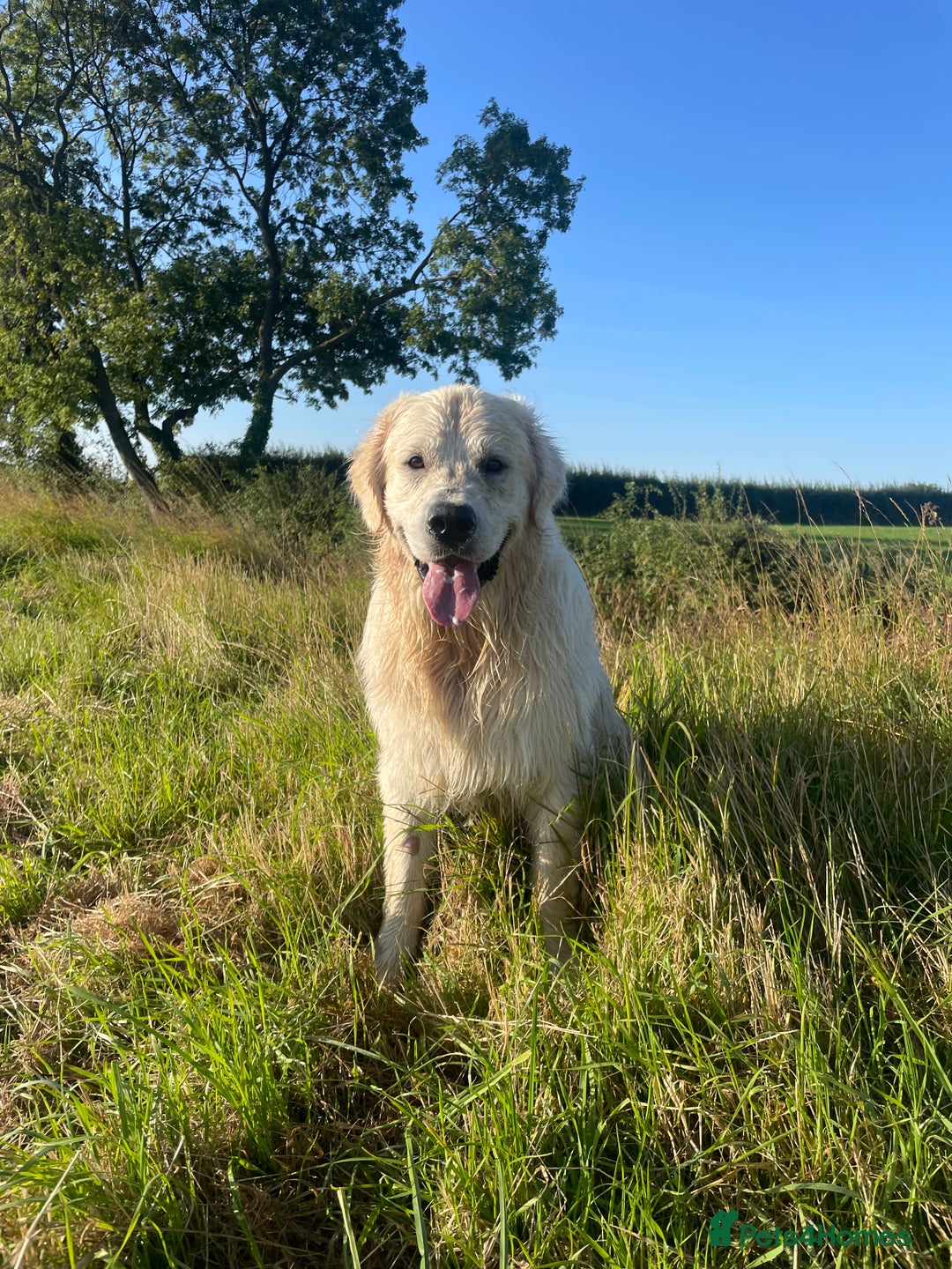 Golden Retriever dogs for stud: KC REGISTERED STUNNING STUD DOG in Beverley - Image 7