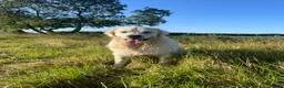 Golden Retriever dogs for stud: Cream Golden Retriever Stud in Beverley - Advert 7
