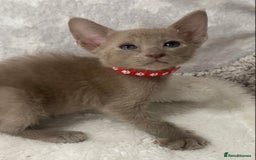 Oriental cats for sale: Oriental X Siamese  - Image 23