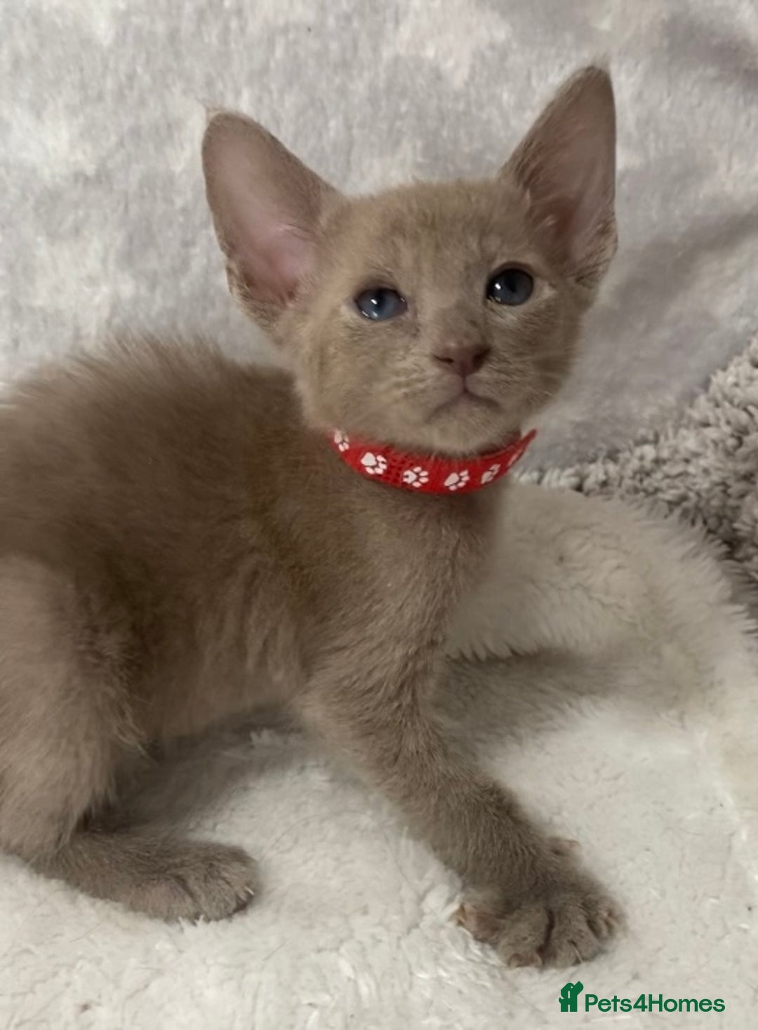 Oriental cats for sale: Oriental X Siamese  - Image 23